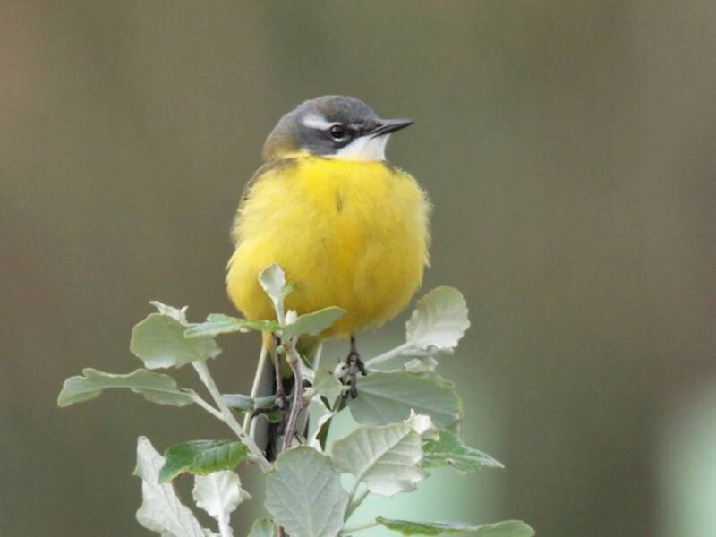 Western Yellow Wagtail, 照片 2