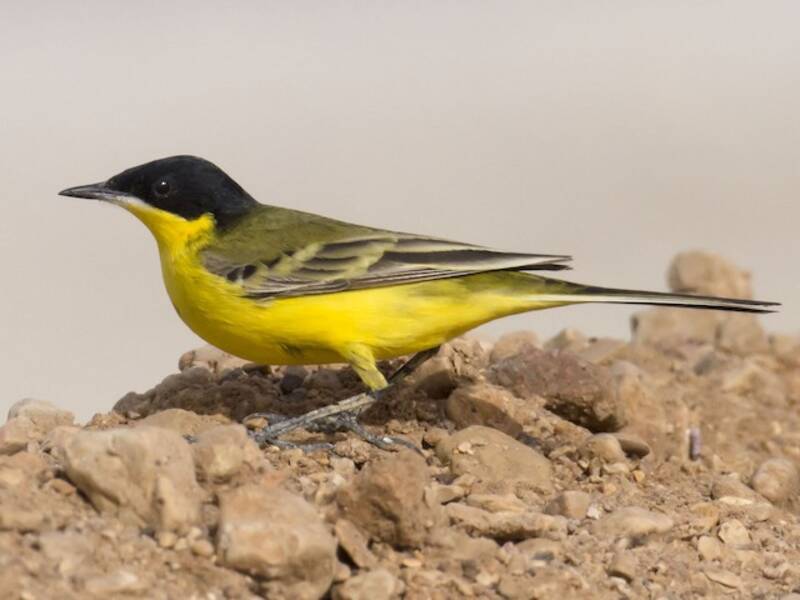 Western Yellow Wagtail, 照片 3