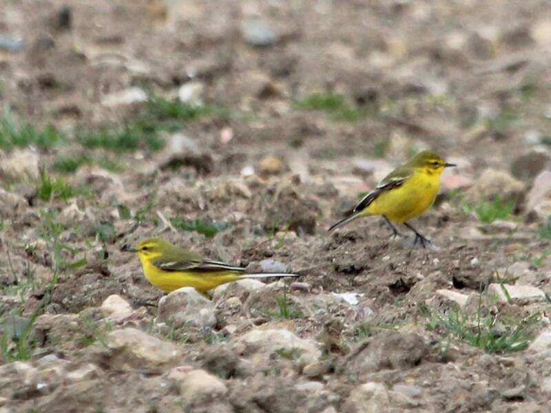 Western Yellow Wagtail, 照片 4
