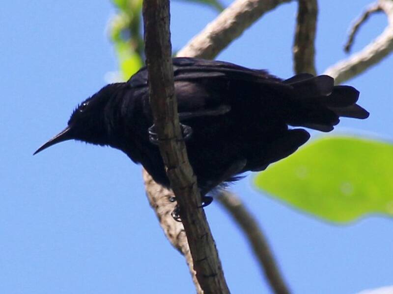 Mielero Negro de Bismarck, Fotos 3