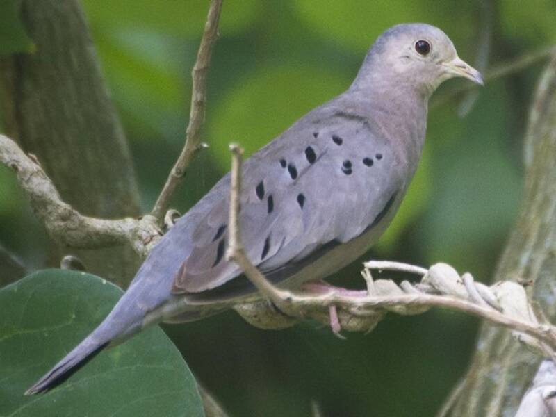 Columbina ecuatoriana