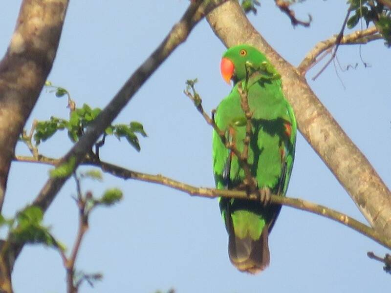 Loro Ecleto de las Molucas, Fotos 3