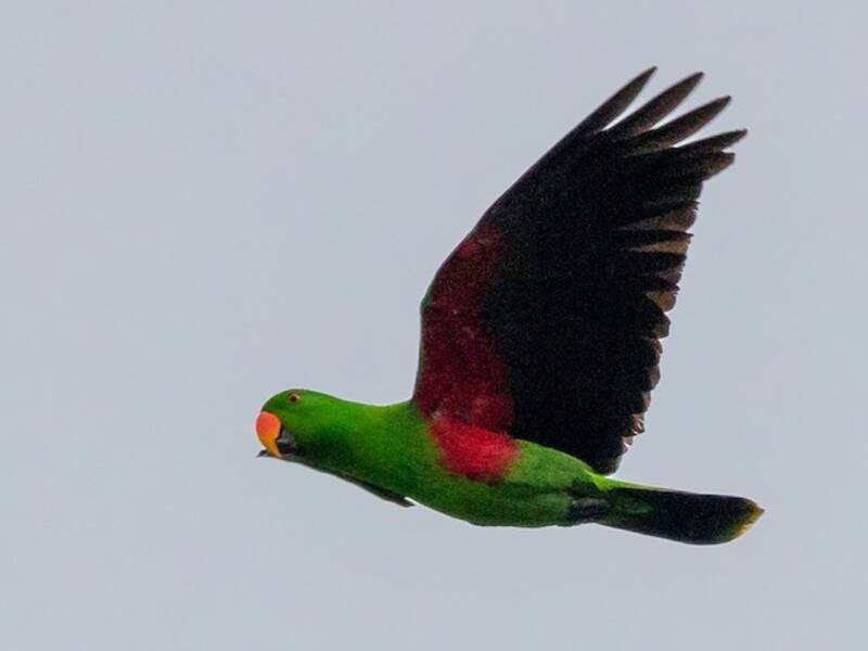 Loro Ecleto de las Molucas, Fotos 2