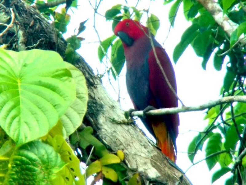 Loro Ecleto de las Molucas, Fotos 4
