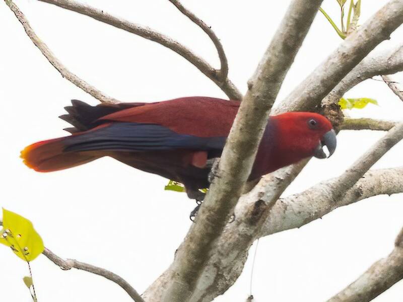 Loro Ecleto de las Molucas