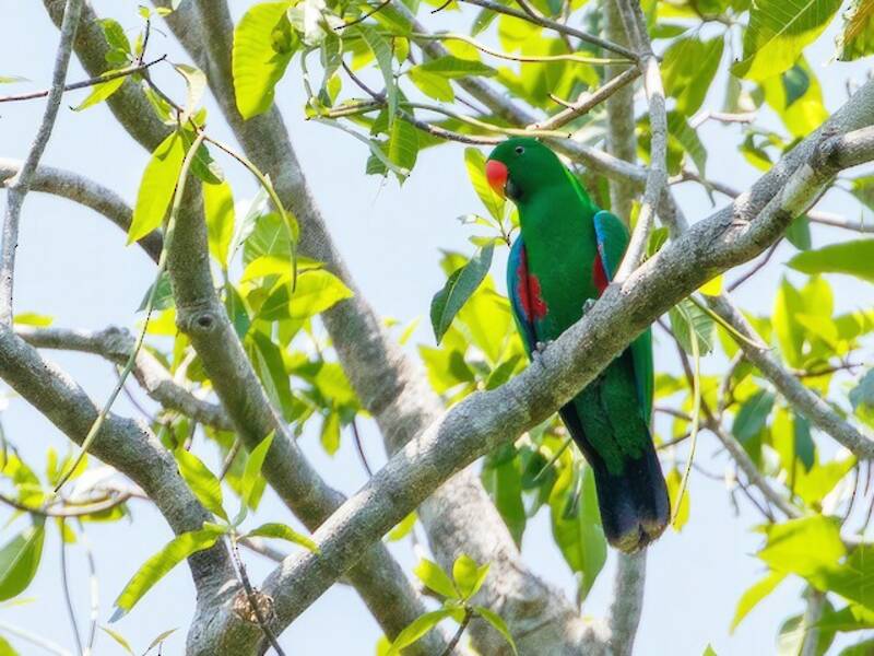 Perroquet eclectus de Sumba, Photos 3
