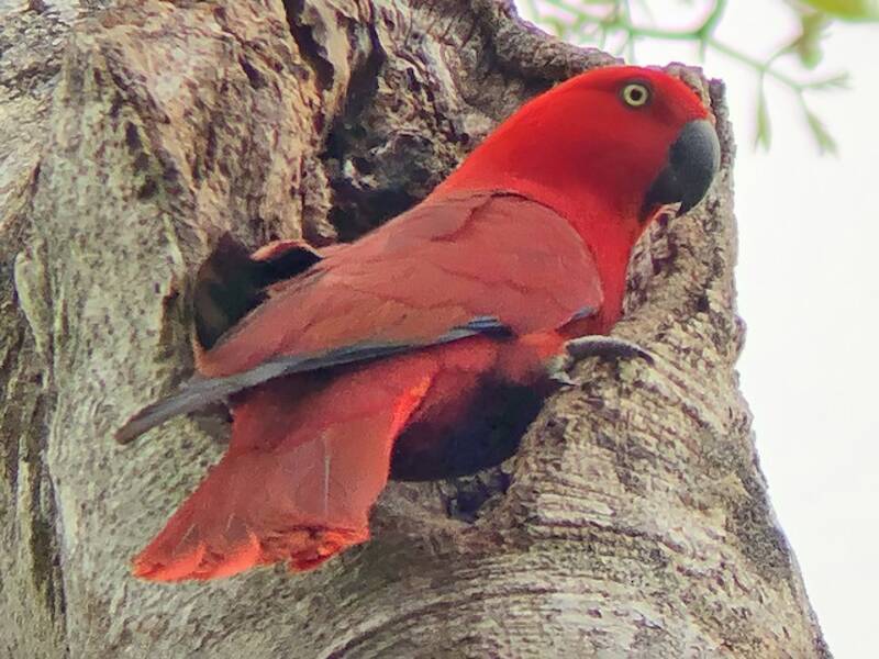Perroquet eclectus de Sumba, Photos 2