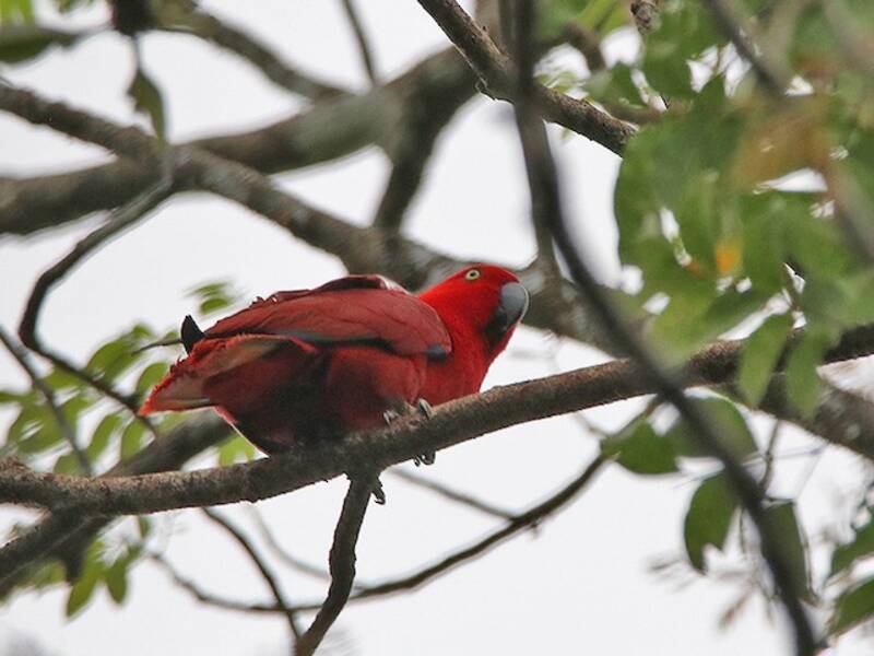 Perroquet eclectus de Sumba, Photos 4