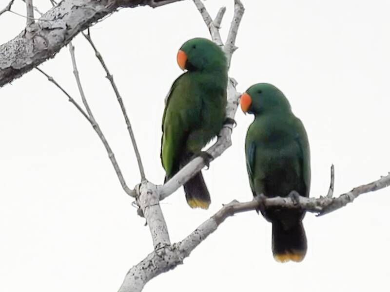 Tanimbar-Edelpapagei, Eclectus riedeli