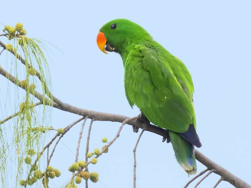 Papuan Eclectus, Photos 4