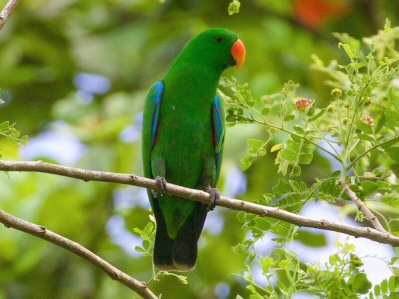 Papuan Eclectus, Photos 3