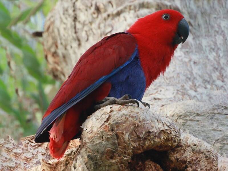 Papuan Eclectus, Photos 1