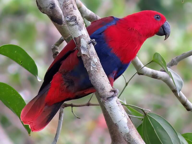Papuan Eclectus, Photos 2