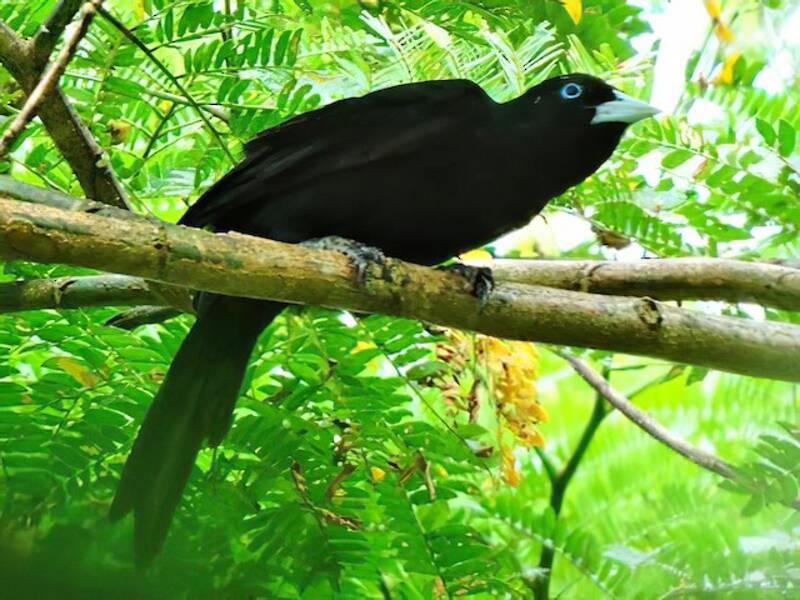Ecuadorian Cacique, 照片 2