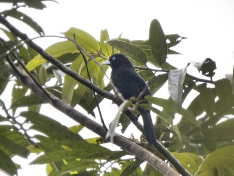 Cacique Ecuatoriano