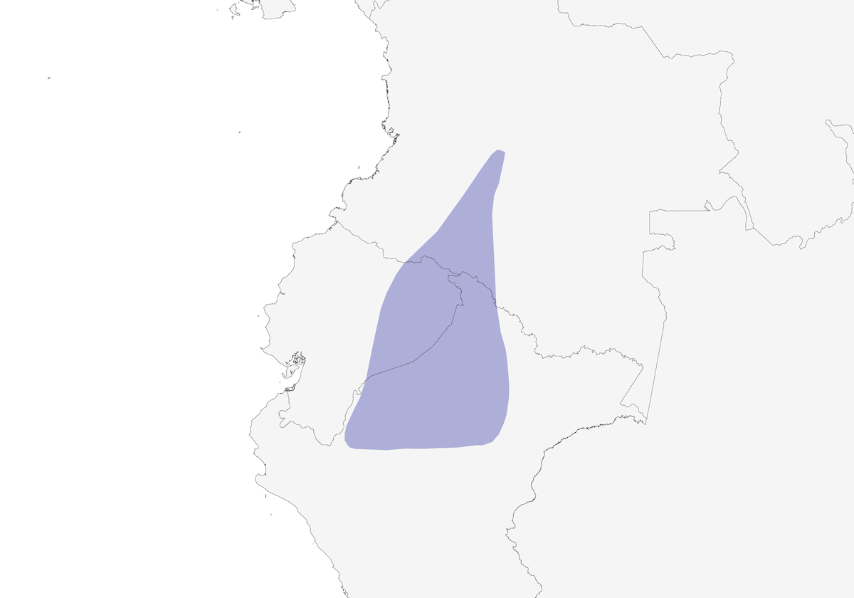Ecuadorian Cacique, 分布 1