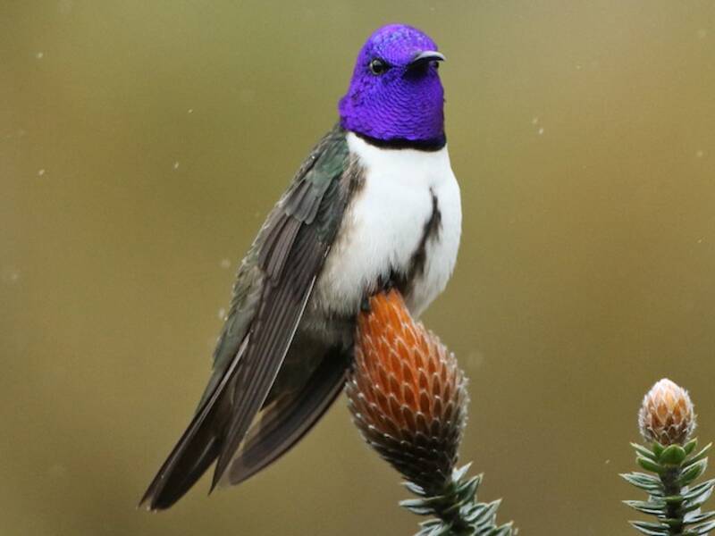 Colibrì di Chimborazo, Foto 4