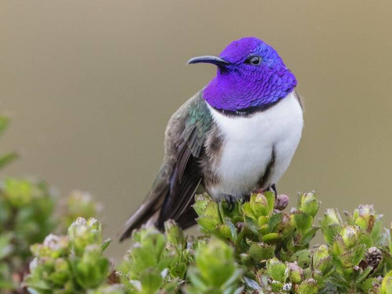 Estrella Serrana Ecuatoriana