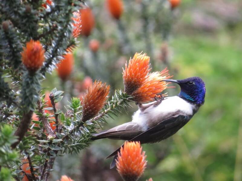 Colibrì di Chimborazo, Foto 2