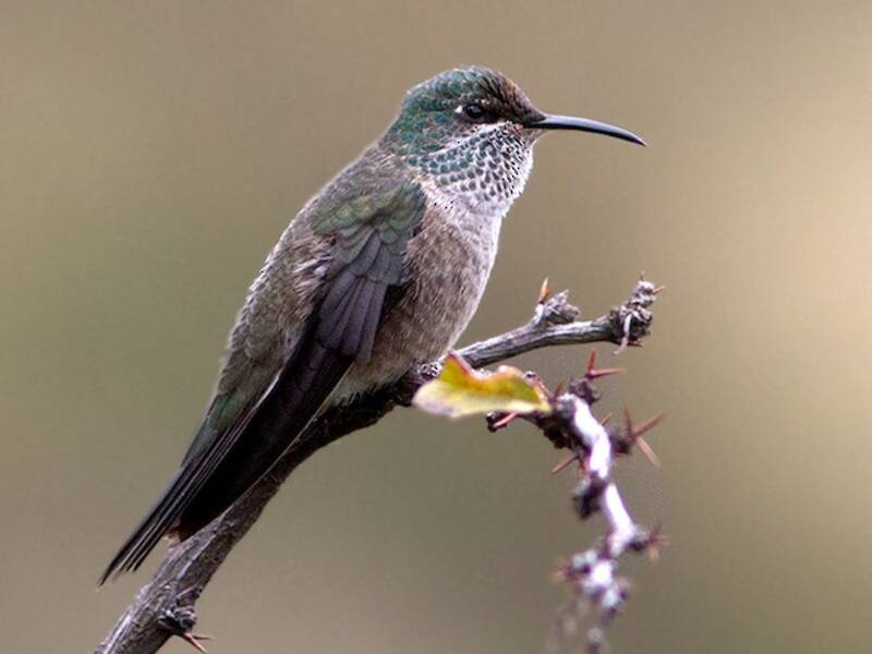 Colibrì di Chimborazo, Foto 3
