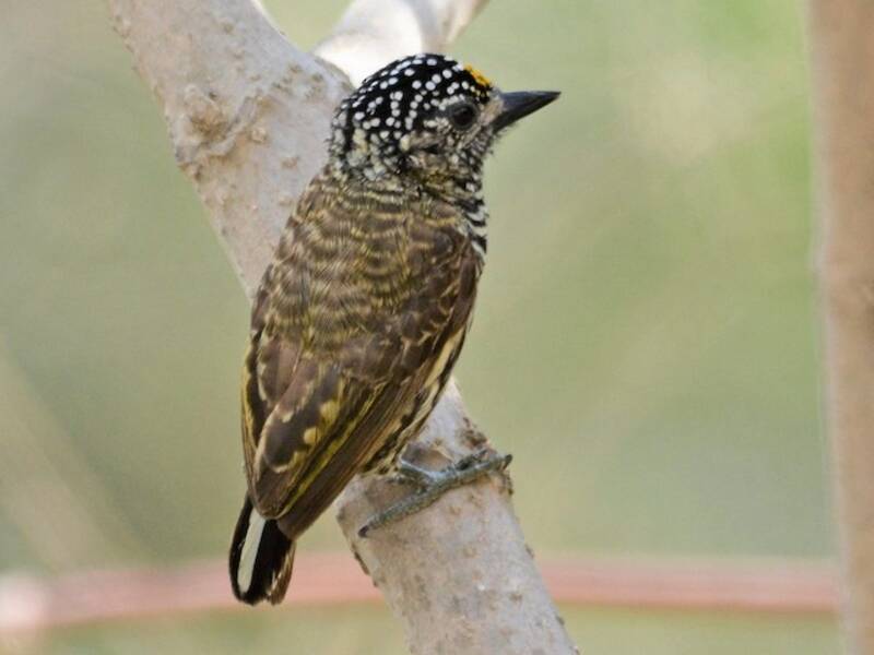 Picchio nano dell'Ecuador, Foto 3