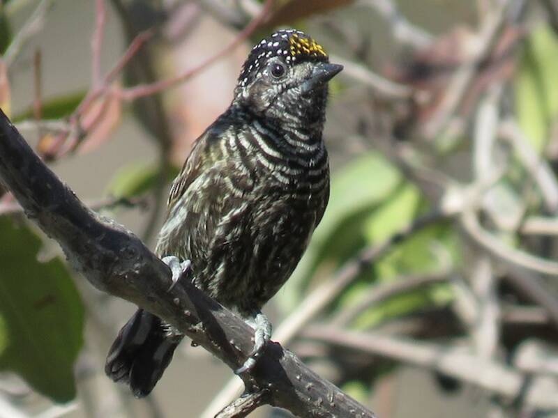 Ecuadorian Piculet
