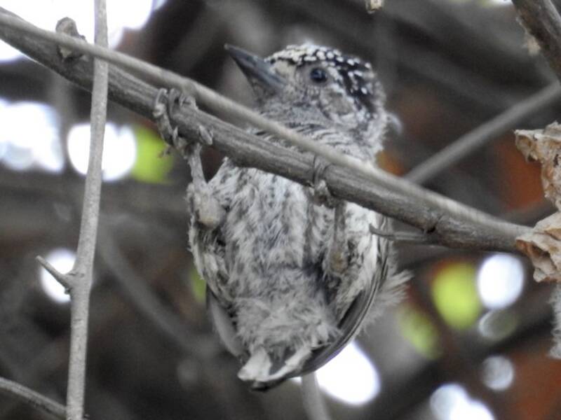 Picchio nano dell'Ecuador, Foto 4