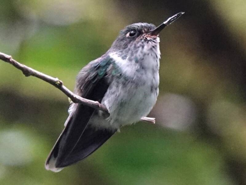 Ecuadorian Piedtail