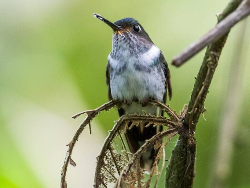 Ecuadorian Piedtail, 照片 3