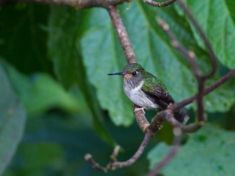 Ecuadorian Piedtail, 照片 4