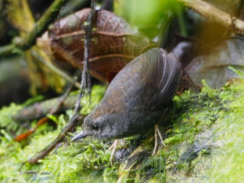 Ecuadorian Tapaculo, Photos 4
