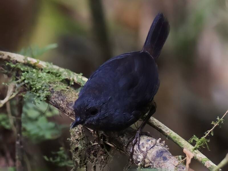 Ecuadorian Tapaculo, Photos 2