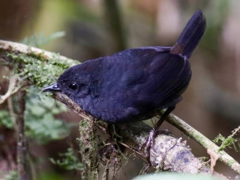 Tapaculo Ecuatoriano