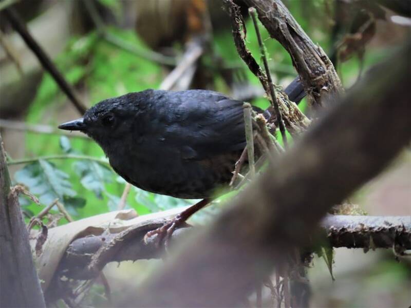 Ecuadorian Tapaculo, Photos 3