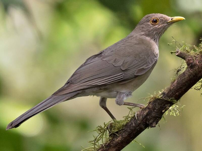 Zorzal ecuatoriano, Fotos 3