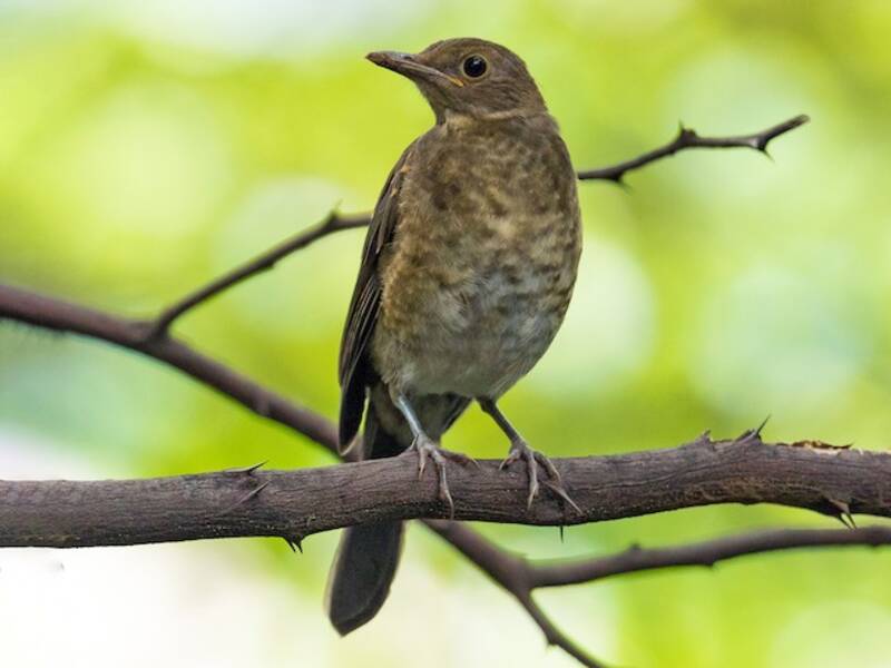 Ecuador-Drossel