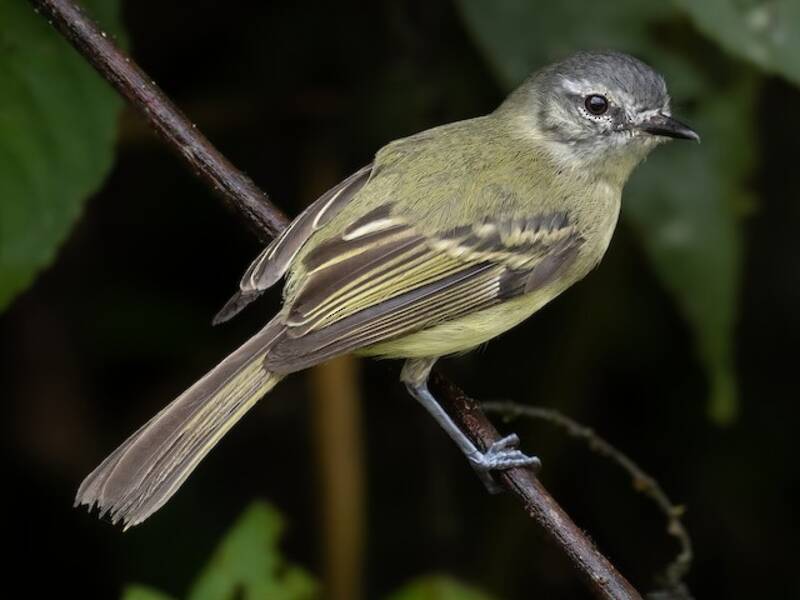 Ecuador-Kleintyrann, Fotos 4