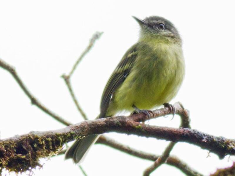 Ecuador-Kleintyrann, Fotos 3
