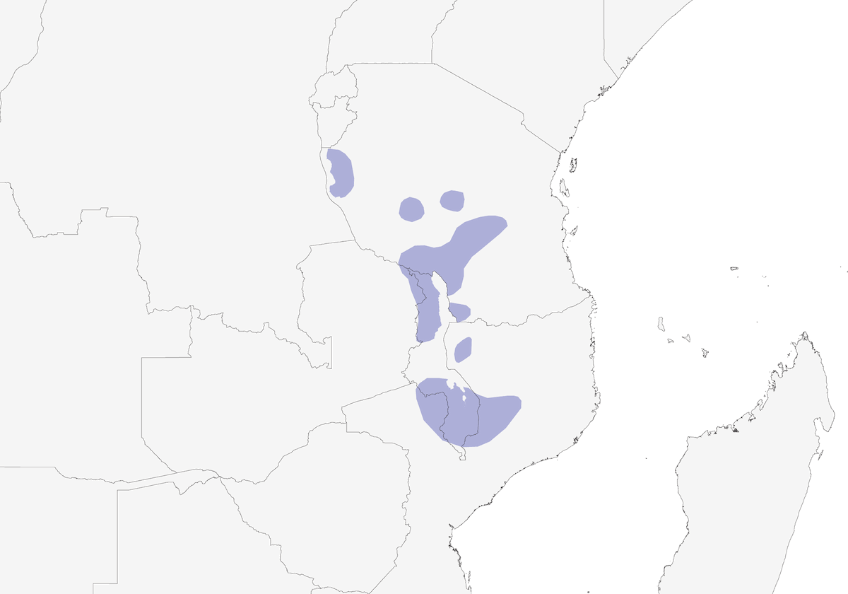 Souimanga de Bates, Distribution 1