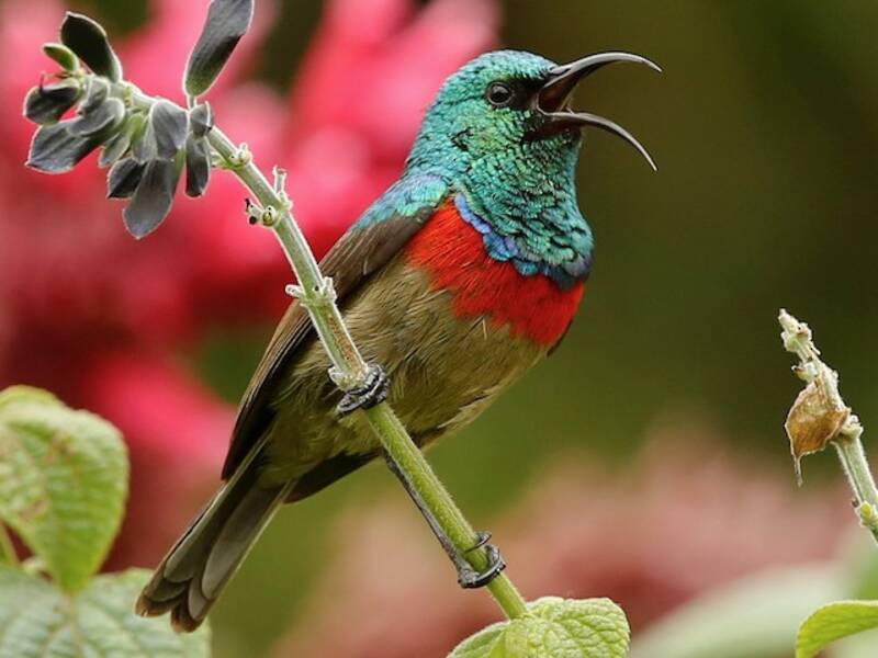 Eastern Double-collared Sunbird, Photos 4