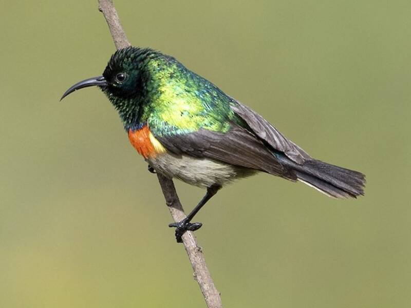 Eastern Double-collared Sunbird, Photos 2
