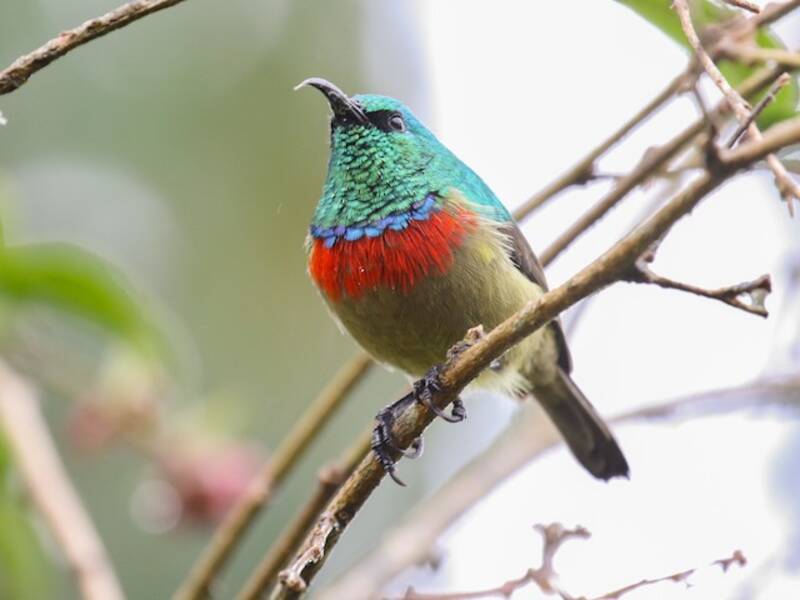 Eastern Double-collared Sunbird