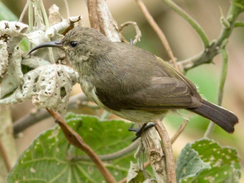 Eastern Double-collared Sunbird, Photos 3