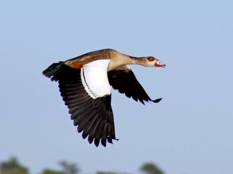 Egyptian Goose, Photos 2