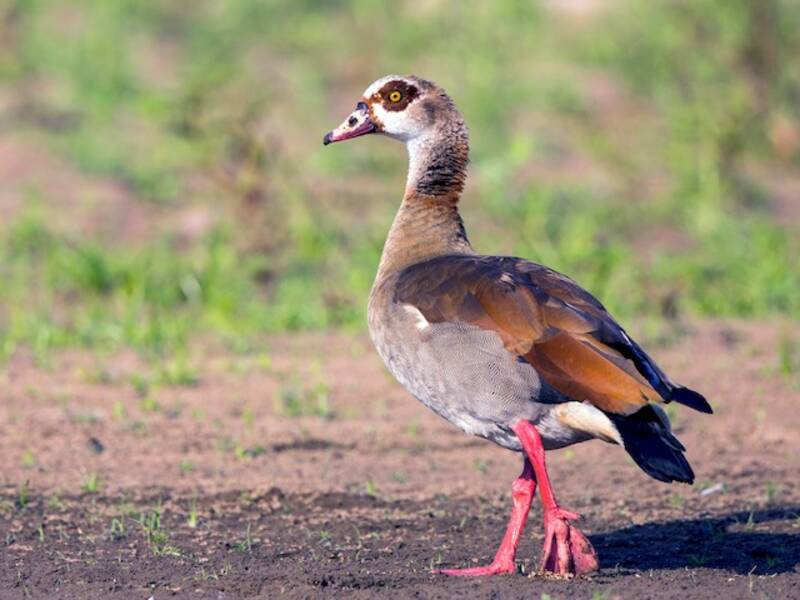 Egyptian Goose, Photos 3