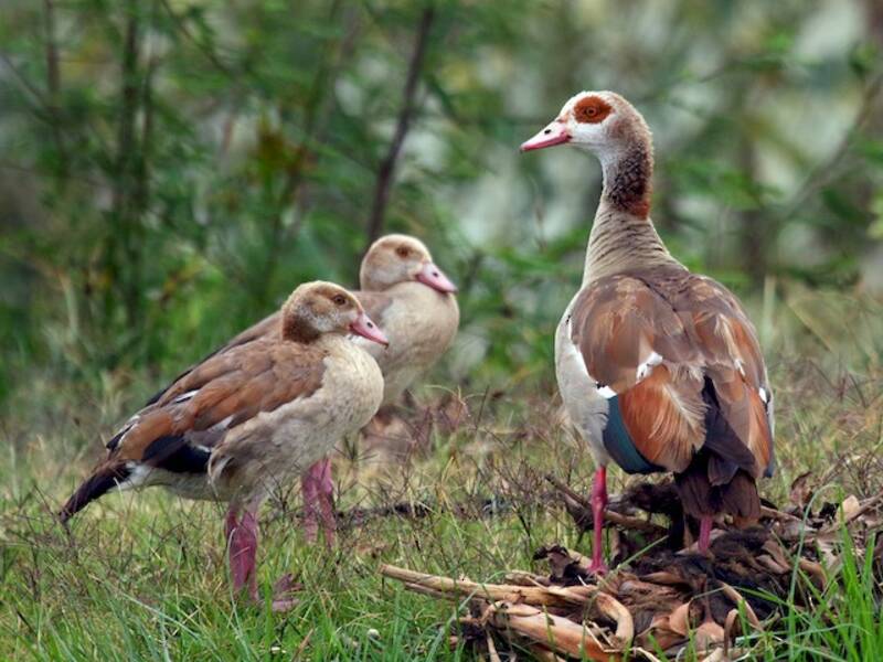 Egyptian Goose, Photos 4