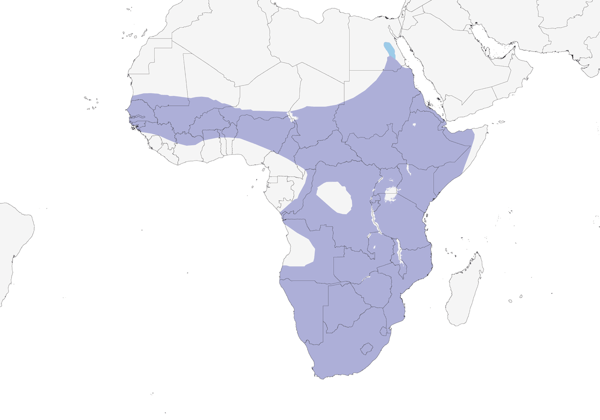 Egyptian Goose, Distribution 1