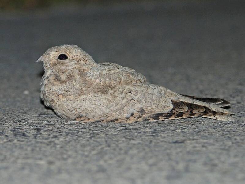 Egyptian Nightjar, Photos 2