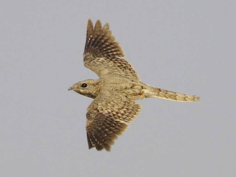 Egyptian Nightjar, Photos 3
