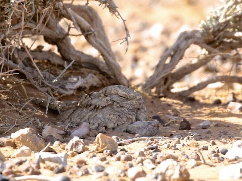 Egyptian Nightjar, Photos 4